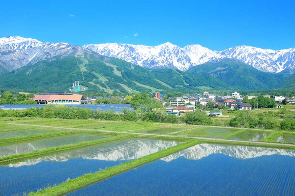 【明石・三宮ルート発】 標高約1800m!白馬山麓みずばしょうウォークと信州さくらんぼ狩り食べ放題2日間3